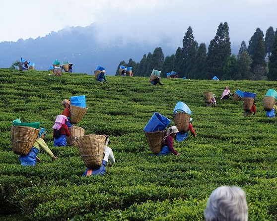 Tea Plantation Nuwara Eliya